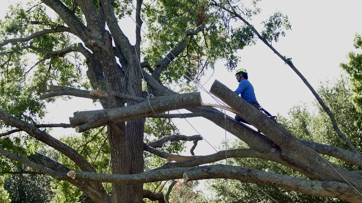 Professional Hazardous Tree Removal performed by certified arborists in Hillside